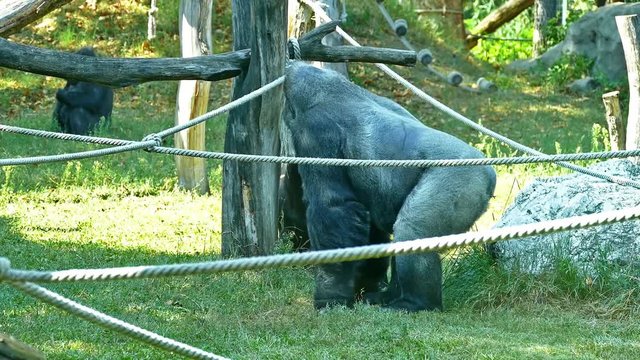 Gorillas in Zoo. Gorilla Eating Vegetables Cute Video Footage About Wild Animals