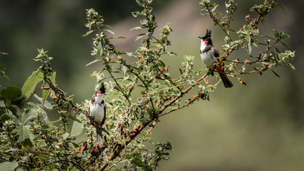 A pair of red whiskered bulbul birds of Kerala, India