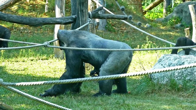Gorillas in Zoo. Gorilla Eating Vegetables Cute Video Footage About Wild Animals