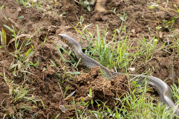 Obraz premium Single wild rat snake crawling along bare earth