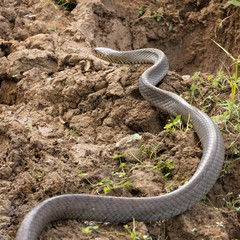 Single wild rat snake crawling along bare earth