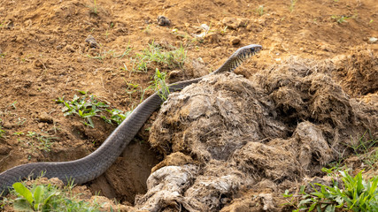 Single wild rat snake crawling along bare earth