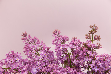 A branch of blooming lilac (syringa) flowers on a white background.