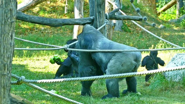 Gorillas in Zoo. Gorilla Eating Vegetables Cute Video Footage About Wild Animals