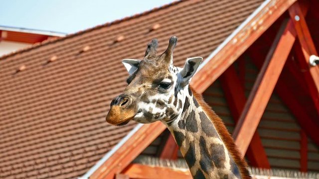 Giraffe In Zoo. Giraffes Relaxing Closeup Video