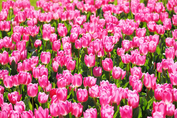 かわいいチューリップ