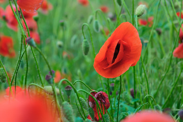Obraz premium On a warm day. Red poppies are blooming. Bees collect nectar. Close-up.