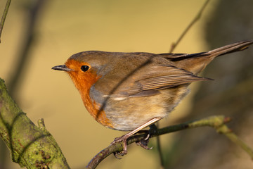 European Robin, Erithacus rubecula in a natural woodland habitat.