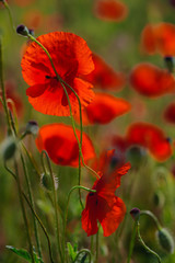On a warm day. Red poppies are blooming. Bees collect nectar. Close-up.