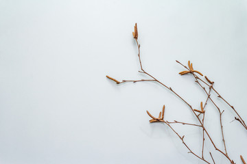 Birch branches on light blue background. Easter background. Zero Waste concept