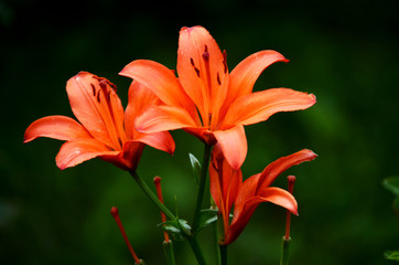 Fototapeta premium lily on green background