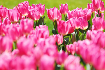 Fototapeta premium かわいいチューリップ