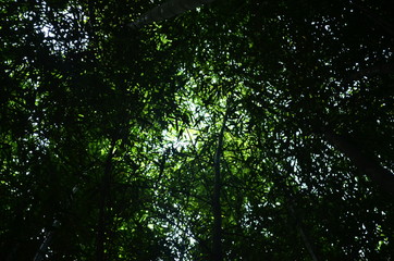 Fototapeta na wymiar tree in forest bamboo forest