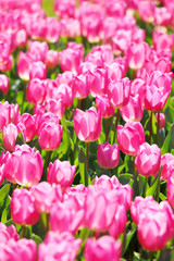 かわいいチューリップ