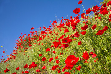 Obraz premium Blooming poppies on a background of blue sky. Perspective of red flowers on a cliff. Black Sea coast of Bulgaria.
