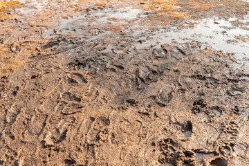 spring mud with traces of children's feet