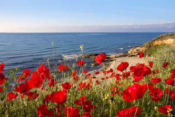 Blooming poppies