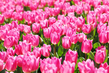 かわいいチューリップ