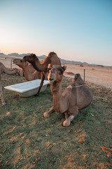 barn camels in the desert in Saudi Arabia