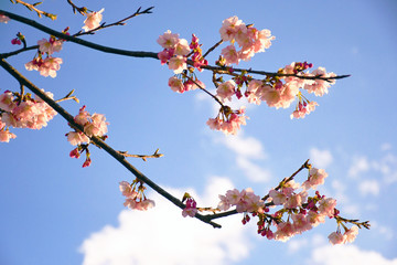 早咲き桜