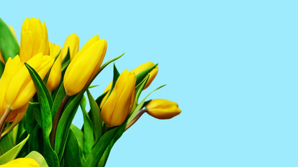Bouquet of yellow tulips on light blue background. Happy Mother's Day, Happy Birthday, Easter festive greeting card. Spring mood concept. Copy space.