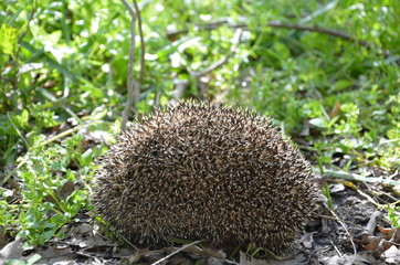hedgehog in grass