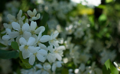 flowering branches of Apple trees in a natural environment. tenderness and light. spring beauty. the Apple tree in its glory. Soft focus