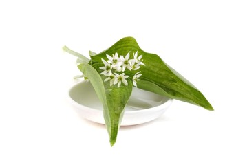 Obraz premium Allium ursinum with flower - wild garlic, Ramson.