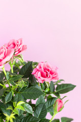 Pink roses, pink paper background. Soft focus. Copy space.