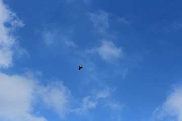 Fototapeta na wymiar bird flight in the endless sky
