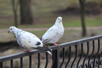 love date of pigeons in springtime