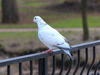 portrait of a lonely beautiful bored pigeon