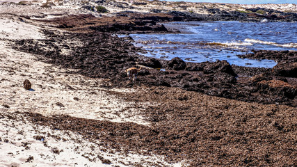 Die  Landschaft um den Leuchtturm in El Cotillo