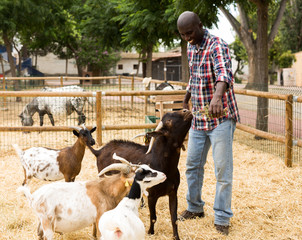 Happy young  african american man feeding dry forage to sheeps