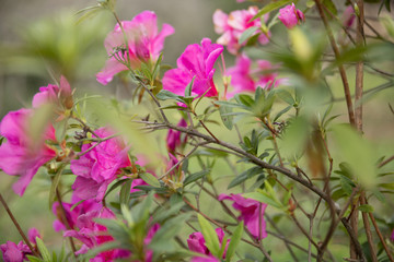 Pink azalea bush in the garden. Season of flowering azaleas