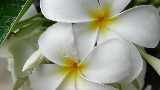 white frangipani plumeria blossom flower in rainy day