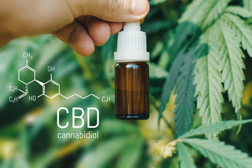 CBD Cannabidiol formula, Beautiful background of green hemp CBD oil. Concept breeding of marijuana,...