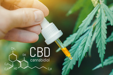 CBD Cannabidiol formula, Beautiful background of green hemp CBD oil. Concept breeding of marijuana,...