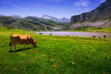 Fototapeta na wymiar mountains landscape with lake and cows.