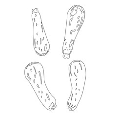 Zucchini squash hand drawn vector illustration set. Isolated vegetable outline object. Detailed vegetarian food drawing. Farm market product. Great for menu, label, icon
