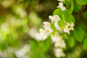 Flowering branches of jasmine. Spring sunny day. Sun rays, bokeh, copy space.