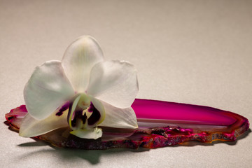 White Phalaenopsis orchid flower on pink agate stone slice. Closeup, gray background.