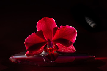 Radiant glowing orchid flower on pink agate stone slice in dark scenery. Single Phalaenopsis Orchid...