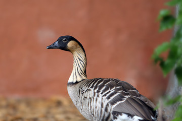 The nene (Branta sandvicensis or sandwicensis), also known as nēnē and Hawaiian goose, portrait.