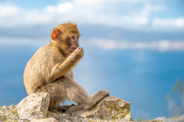 monkey Macaca sylvanus in the wild on the Gibraltar peninsula