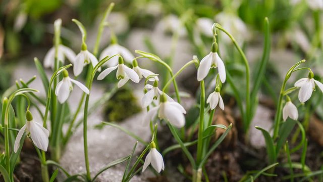 Beautiful snowdrops flowers bloom and snow melts in sunny day in spring forest Growing Time lapse