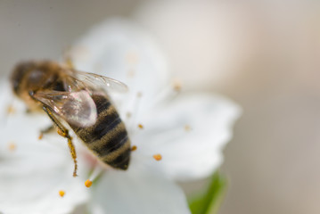 A bee sits on a cherry flower on a sunny spring day.
