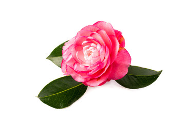 Camellia in white background