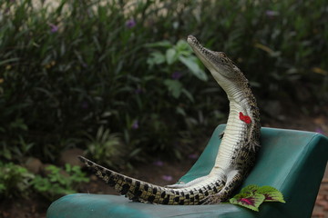 the crocodile is relaxing on a chair