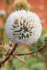 Close-up of white dandelion and green